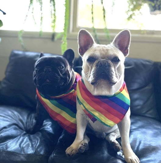 sumo pride dogs